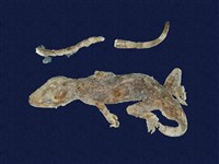 藏品(龜山壁虎)的圖片